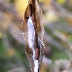 FuturePlanter Alle Pflanzen Im Shop Schwalbenwurz (Vincetoxicum Hirundinaria)