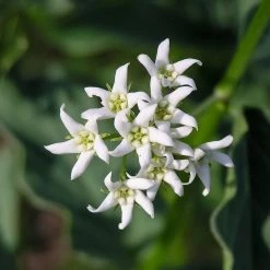 FuturePlanter Alle Pflanzen Im Shop Schwalbenwurz (Vincetoxicum Hirundinaria)