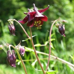 FuturePlanter Schwarzviolette Akelei (Aquilegia Atrata) Alle Pflanzen Im Shop