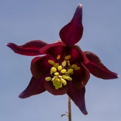 FuturePlanter Schwarzviolette Akelei (Aquilegia Atrata) Alle Pflanzen Im Shop