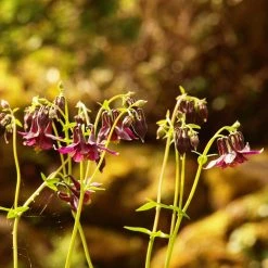 FuturePlanter Schwarzviolette Akelei (Aquilegia Atrata) Alle Pflanzen Im Shop