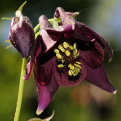 FuturePlanter Schwarzviolette Akelei (Aquilegia Atrata) Alle Pflanzen Im Shop