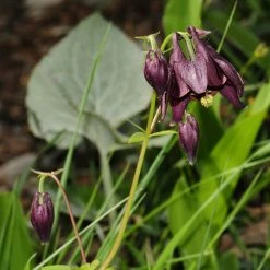 FuturePlanter Schwarzviolette Akelei (Aquilegia Atrata) Alle Pflanzen Im Shop