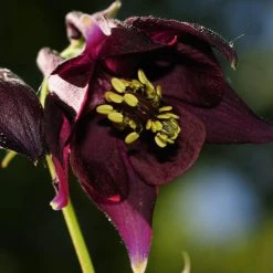 FuturePlanter Schwarzviolette Akelei (Aquilegia Atrata) Alle Pflanzen Im Shop