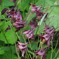 FuturePlanter Schwarzviolette Akelei (Aquilegia Atrata) Alle Pflanzen Im Shop