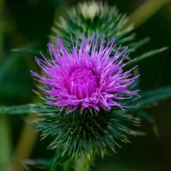 FuturePlanter Schwarze Flockenblume (Centaurea Nigra) Alle Pflanzen Im Shop