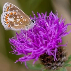 FuturePlanter Schwarze Flockenblume (Centaurea Nigra) Alle Pflanzen Im Shop