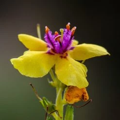 FuturePlanter Schwarze Königskerze (Verbascum Nigrum) Alle Pflanzen Im Shop