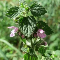 FuturePlanter Alle Pflanzen Im Shop Schwarznessel (Ballota Nigra) 12 FuturePlanter Alle Pflanzen Im Shop Schwarznessel (Ballota Nigra)