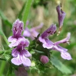 FuturePlanter Alle Pflanzen Im Shop Schwarznessel (Ballota Nigra) 15 FuturePlanter Alle Pflanzen Im Shop Schwarznessel (Ballota Nigra)