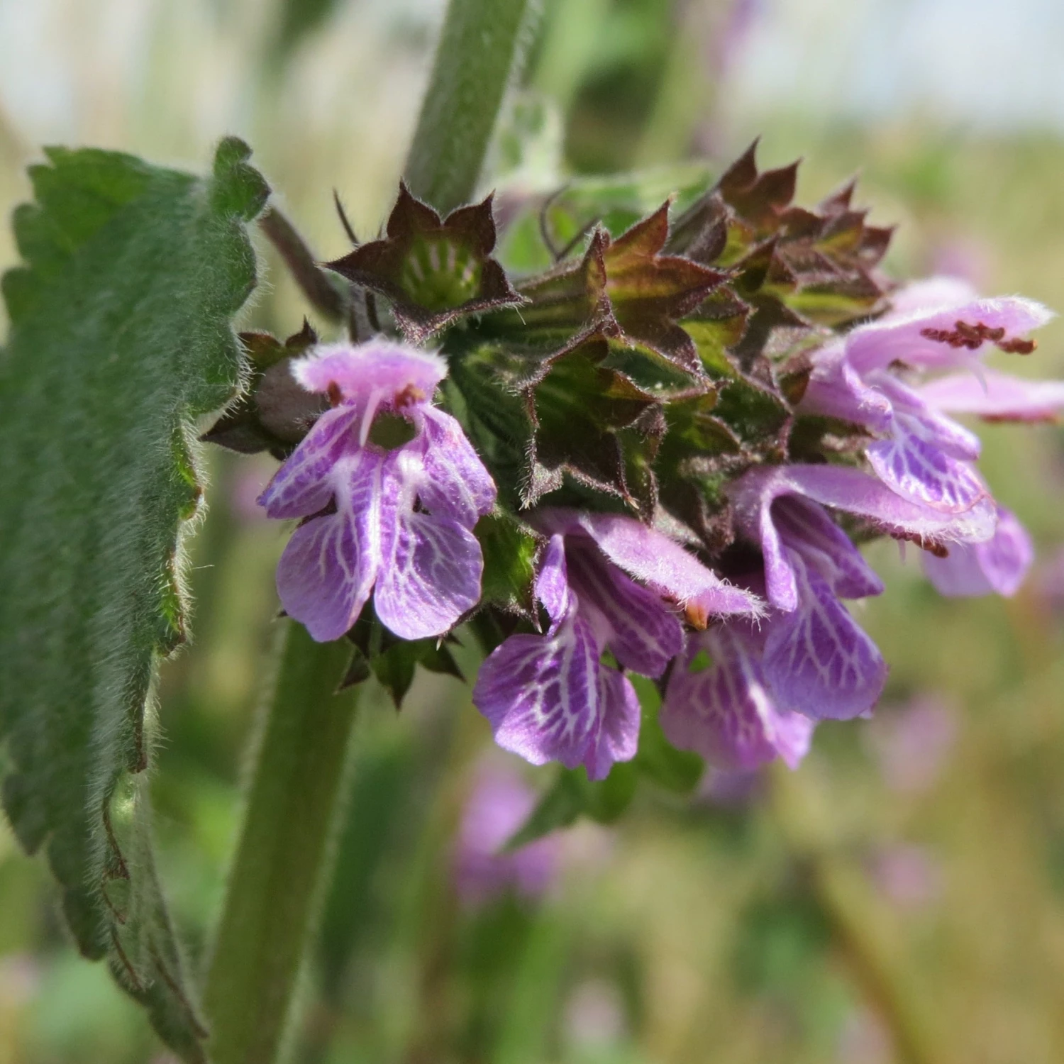 FuturePlanter Alle Pflanzen Im Shop Schwarznessel (Ballota Nigra) 6 FuturePlanter Alle Pflanzen Im Shop Schwarznessel (Ballota Nigra)