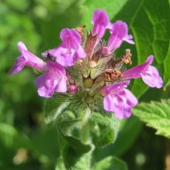 FuturePlanter Alle Pflanzen Im Shop Schwarznessel (Ballota Nigra) 11 FuturePlanter Alle Pflanzen Im Shop Schwarznessel (Ballota Nigra)