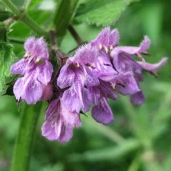 FuturePlanter Alle Pflanzen Im Shop Schwarznessel (Ballota Nigra) 10 FuturePlanter Alle Pflanzen Im Shop Schwarznessel (Ballota Nigra)