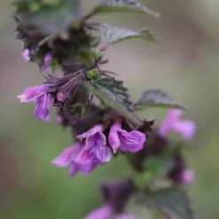 FuturePlanter Alle Pflanzen Im Shop Schwarznessel (Ballota Nigra)