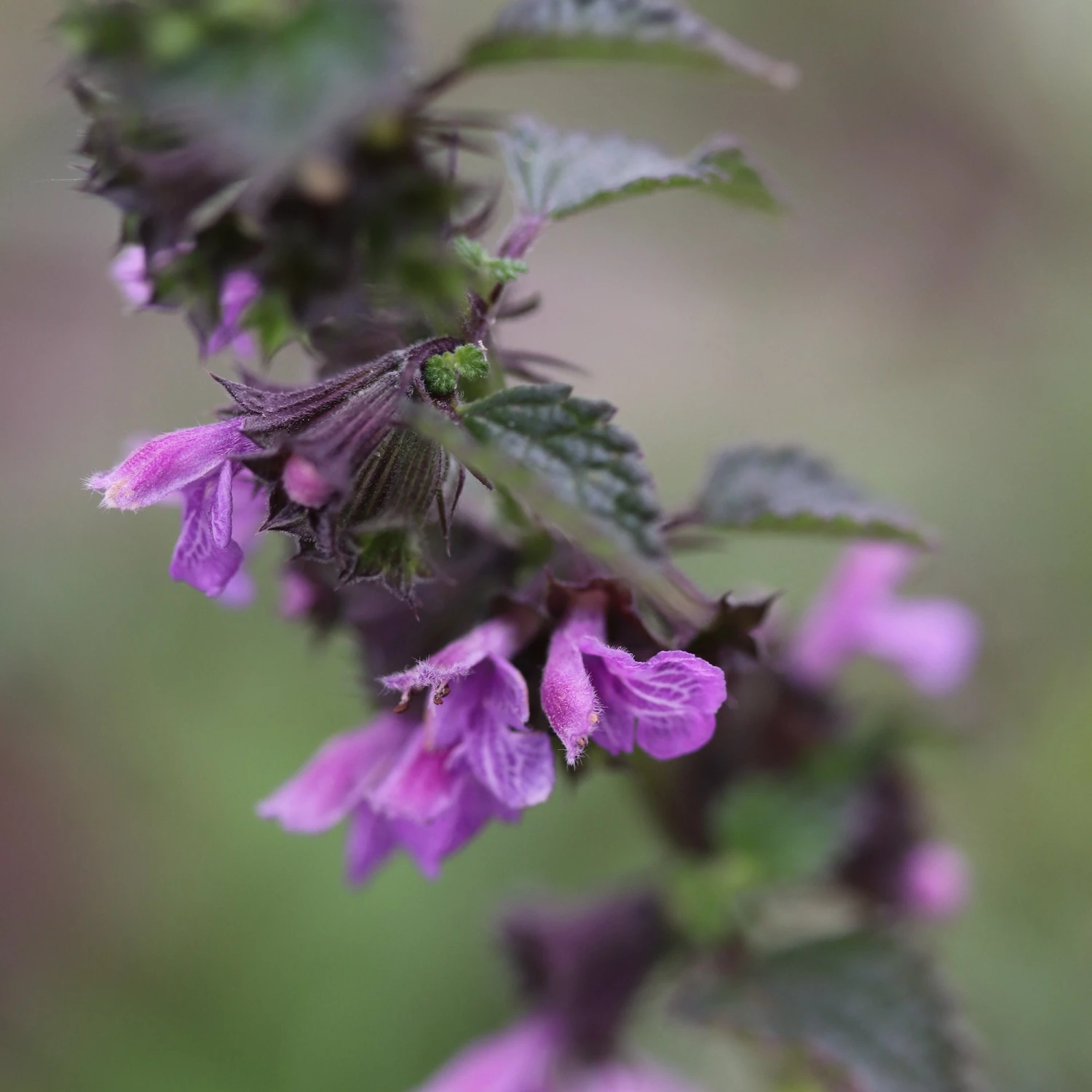 FuturePlanter Alle Pflanzen Im Shop Schwarznessel (Ballota Nigra) 1 FuturePlanter Alle Pflanzen Im Shop Schwarznessel (Ballota Nigra)