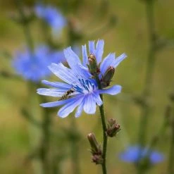 FuturePlanter Wegwarte (Cichorium Intybus)