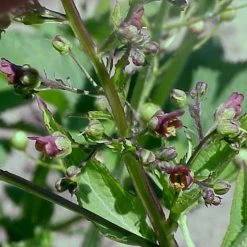 FuturePlanter Geflügelte Braunwurz (Scrophularia Umbrosa) Alle Pflanzen Im Shop 7 FuturePlanter Geflügelte Braunwurz (Scrophularia Umbrosa) Alle Pflanzen Im Shop