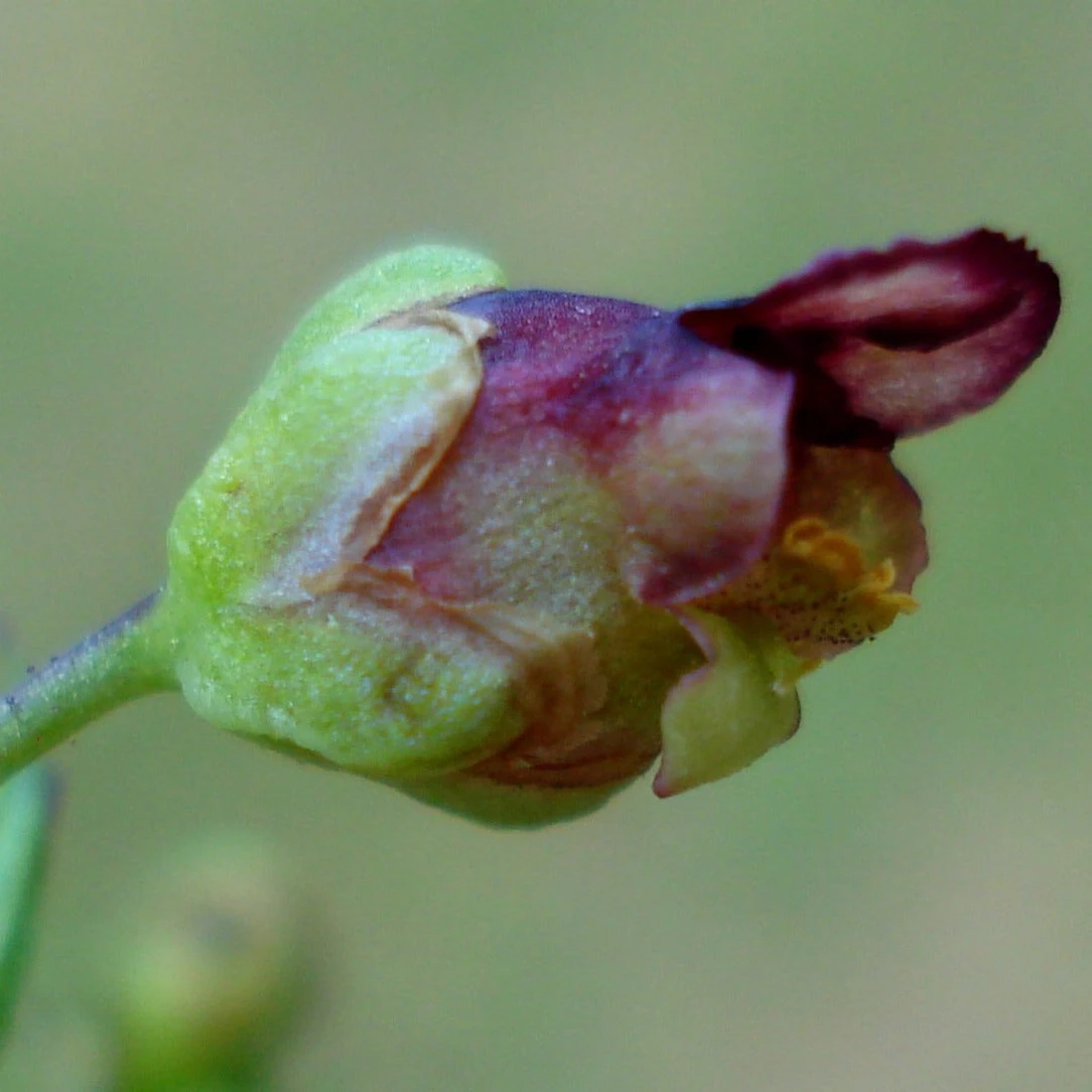 FuturePlanter Geflügelte Braunwurz (Scrophularia Umbrosa) Alle Pflanzen Im Shop 1 FuturePlanter Geflügelte Braunwurz (Scrophularia Umbrosa) Alle Pflanzen Im Shop