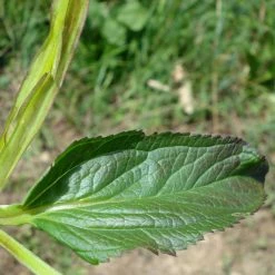 FuturePlanter Geflügelte Braunwurz (Scrophularia Umbrosa) Alle Pflanzen Im Shop 6 FuturePlanter Geflügelte Braunwurz (Scrophularia Umbrosa) Alle Pflanzen Im Shop