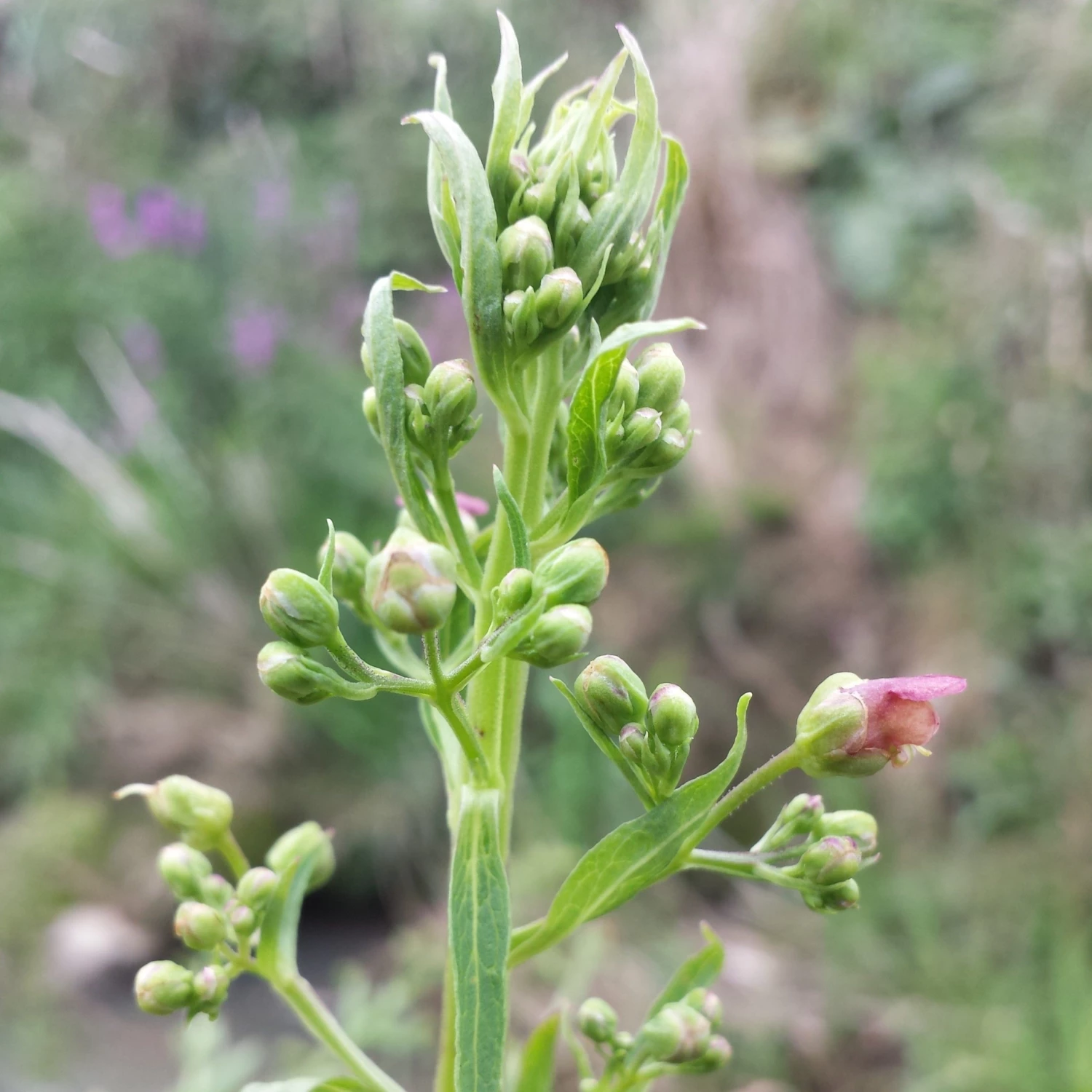 FuturePlanter Geflügelte Braunwurz (Scrophularia Umbrosa) Alle Pflanzen Im Shop 2 FuturePlanter Geflügelte Braunwurz (Scrophularia Umbrosa) Alle Pflanzen Im Shop