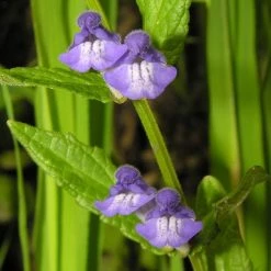 FuturePlanter Alle Pflanzen Im Shop Sumpf-Helmkraut (Scutellaria Galericulata)