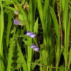 FuturePlanter Alle Pflanzen Im Shop Sumpf-Helmkraut (Scutellaria Galericulata)