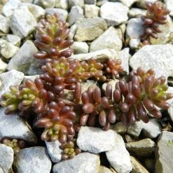 FuturePlanter Weisser Mauerpfeffer (Sedum Album) Alle Pflanzen Im Shop