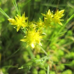 FuturePlanter Alle Pflanzen Im Shop Milder Mauerpfeffer (Sedum Sexangulare)