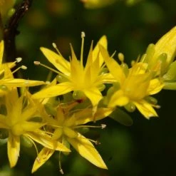 FuturePlanter Alle Pflanzen Im Shop Milder Mauerpfeffer (Sedum Sexangulare)