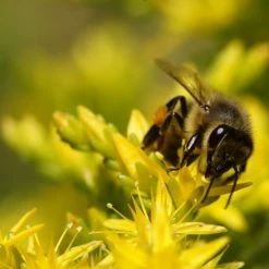 FuturePlanter Alle Pflanzen Im Shop Milder Mauerpfeffer (Sedum Sexangulare)