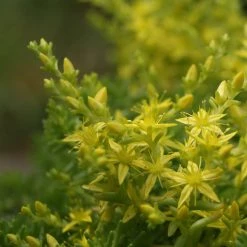 FuturePlanter Alle Pflanzen Im Shop Milder Mauerpfeffer (Sedum Sexangulare)