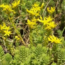 FuturePlanter Alle Pflanzen Im Shop Milder Mauerpfeffer (Sedum Sexangulare)