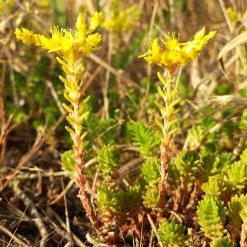 FuturePlanter Alle Pflanzen Im Shop Milder Mauerpfeffer (Sedum Sexangulare)