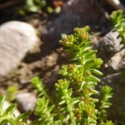FuturePlanter Alle Pflanzen Im Shop Milder Mauerpfeffer (Sedum Sexangulare)