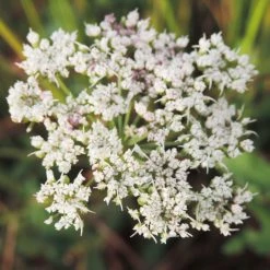 FuturePlanter Alle Pflanzen Im Shop Kümmelblättrige Silge (Selinum Carvifolia)
