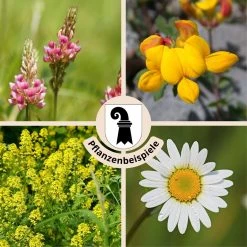 FuturePlanter Alle Pflanzen Im Shop "Basel Stadt" Wildstauden-Set