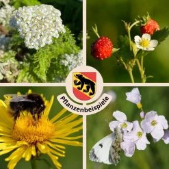 FuturePlanter "Bern Stadt" Wildstauden-Set Alle Pflanzen Im Shop