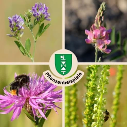 FuturePlanter "St. Gallen" Wildstauden-Set