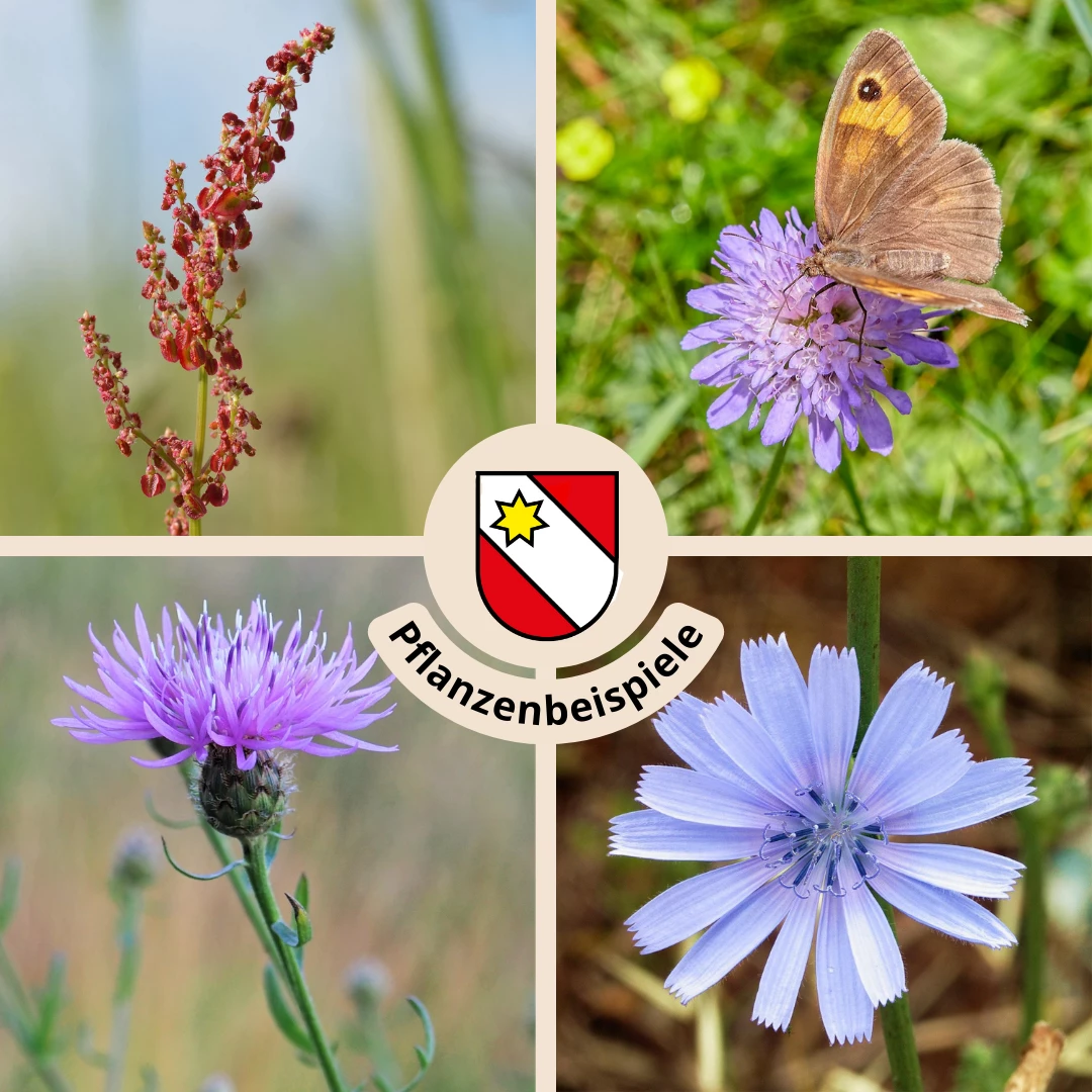 FuturePlanter "Thun" Wildstauden-Set Alle Pflanzen Im Shop 1 FuturePlanter "Thun" Wildstauden-Set Alle Pflanzen Im Shop