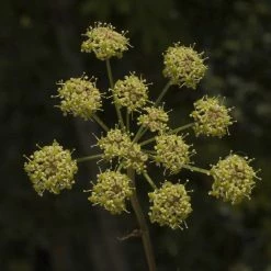 FuturePlanter Gewöhnliche Wiesensilge (Silaum Silaus) Alle Pflanzen Im Shop