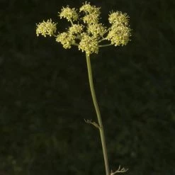 FuturePlanter Gewöhnliche Wiesensilge (Silaum Silaus) Alle Pflanzen Im Shop
