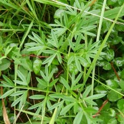 FuturePlanter Gewöhnliche Wiesensilge (Silaum Silaus) Alle Pflanzen Im Shop