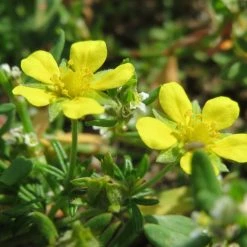 FuturePlanter Alle Pflanzen Im Shop Silber-Fingerkraut (Potentilla Argentea)