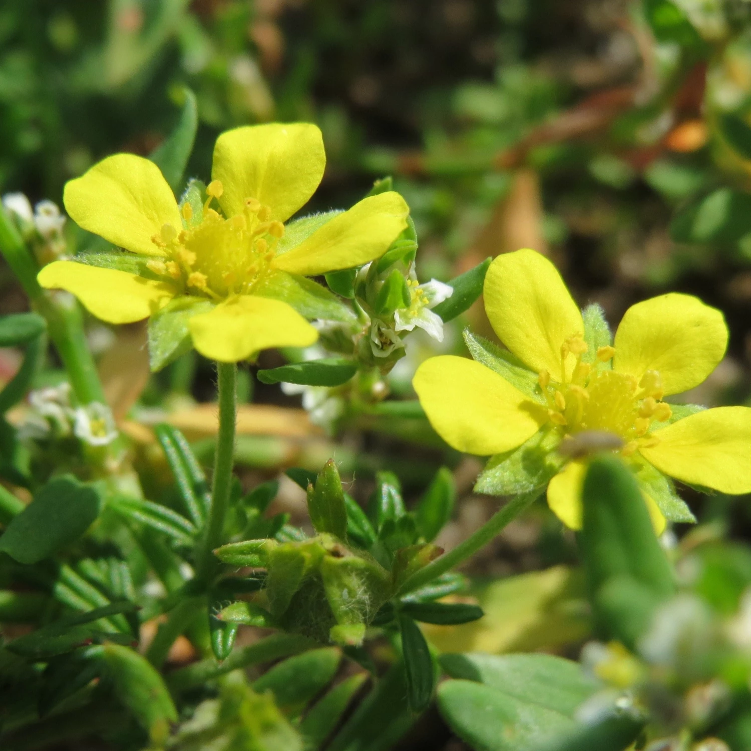 FuturePlanter Alle Pflanzen Im Shop Silber-Fingerkraut (Potentilla Argentea) 2 FuturePlanter Alle Pflanzen Im Shop Silber-Fingerkraut (Potentilla Argentea)