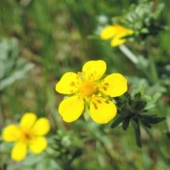 FuturePlanter Alle Pflanzen Im Shop Silber-Fingerkraut (Potentilla Argentea)