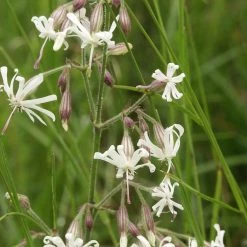 FuturePlanter Nickendes Leimkraut (Silene Nutans) Alle Pflanzen Im Shop 6 FuturePlanter Nickendes Leimkraut (Silene Nutans) Alle Pflanzen Im Shop