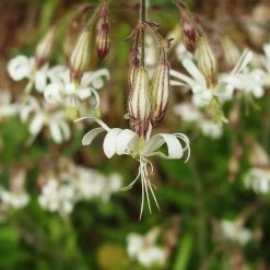 FuturePlanter Nickendes Leimkraut (Silene Nutans) Alle Pflanzen Im Shop