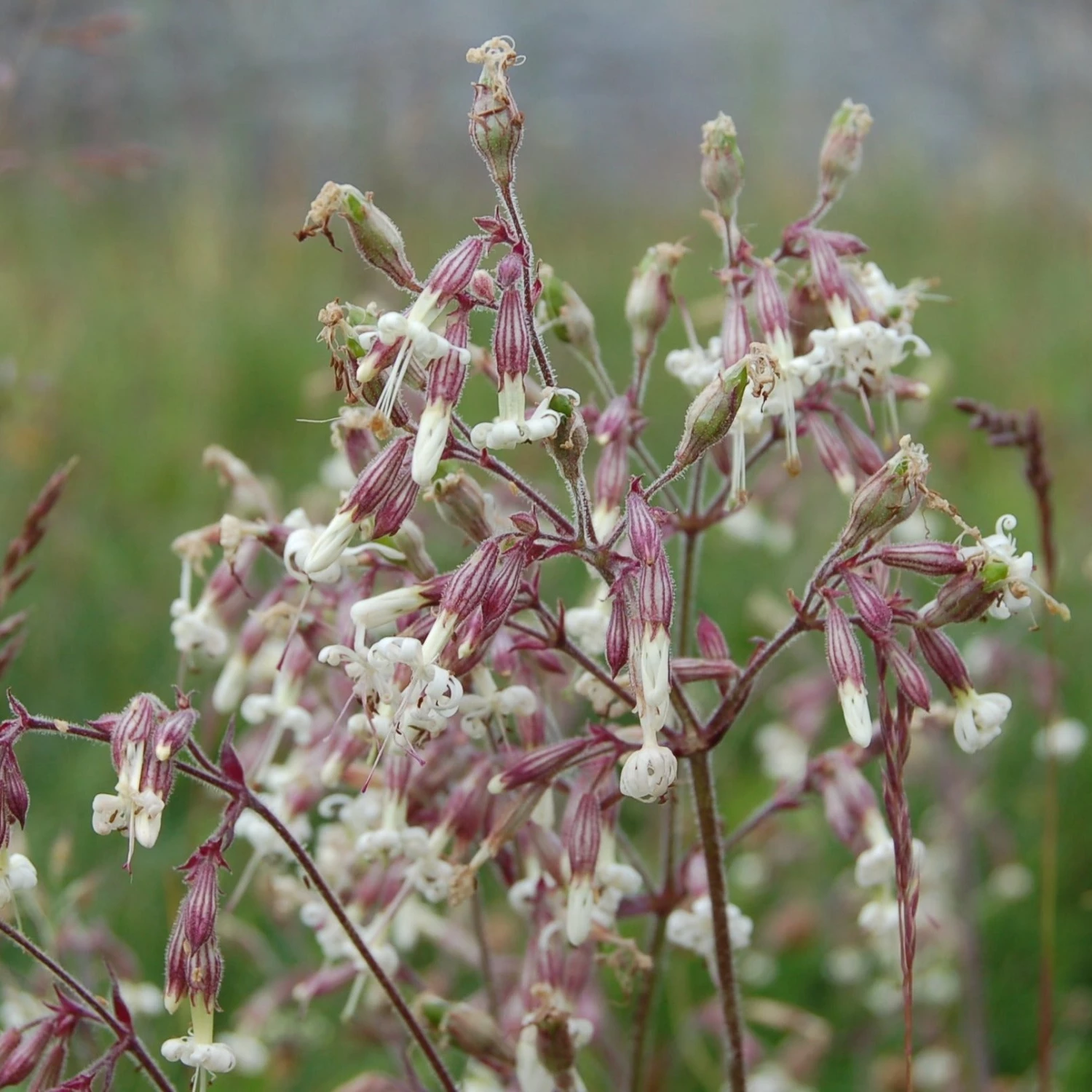FuturePlanter Nickendes Leimkraut (Silene Nutans) Alle Pflanzen Im Shop 4 FuturePlanter Nickendes Leimkraut (Silene Nutans) Alle Pflanzen Im Shop