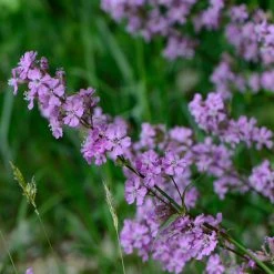 FuturePlanter Gemeine Pechnelke (Silene Viscaria)
