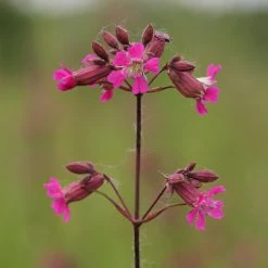 FuturePlanter Gemeine Pechnelke (Silene Viscaria)